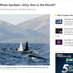 albino-killer-whale