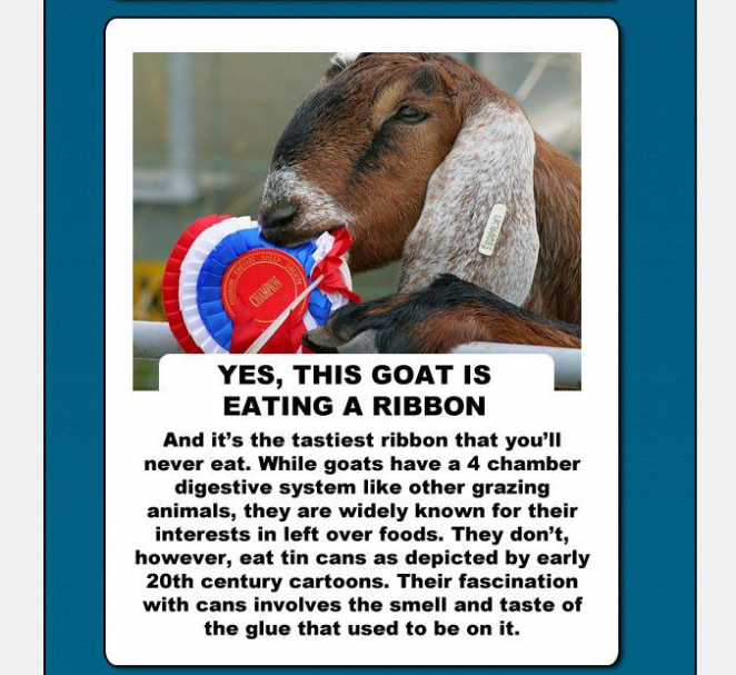 goats